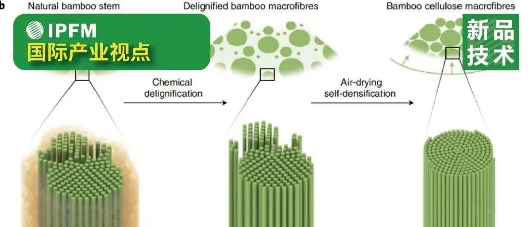Nature sustainability：从天然竹子中提取的可持续高强度大纤维